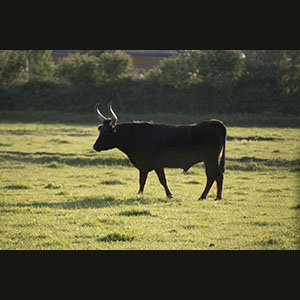 Camargue