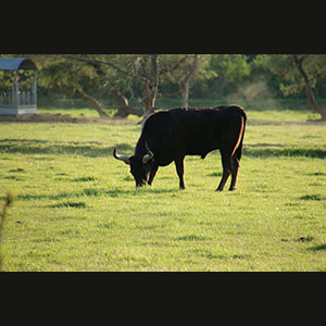 Camargue