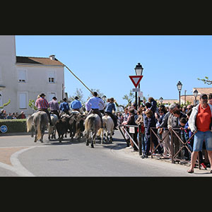 Camargue