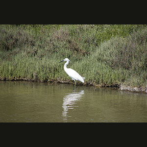 Camargue