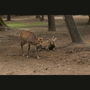 Nara