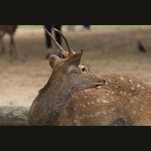Nara