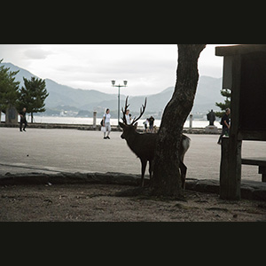 Miyajima