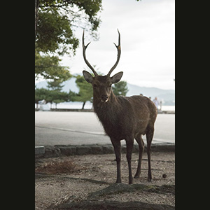 Miyajima