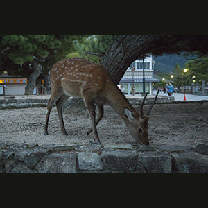 Miyajima
