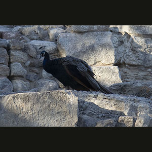 Knossos