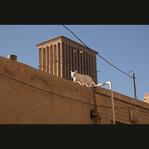 Yazd - Gatto