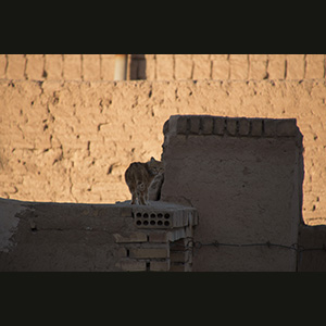 Yazd - Gatto
