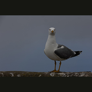 Anacapri
