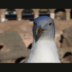 Colosseo