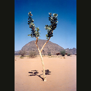 Libya