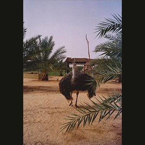 Libya