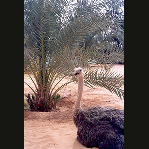 Libya