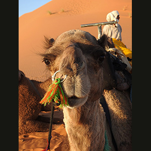 Merzouga