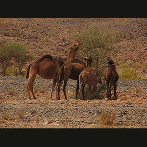 Merzouga