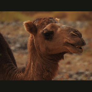 Merzouga