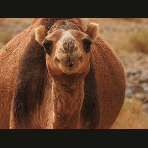 Merzouga