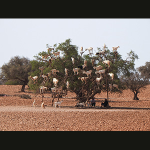 Verso Essaouira - Alberi di Argan