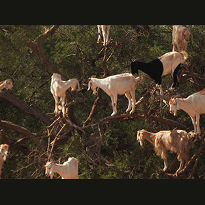 Verso Essaouira - Alberi di Argan