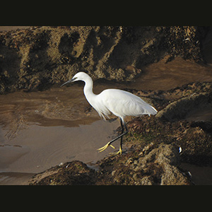 Essaouira
