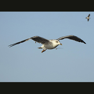 Essaouira
