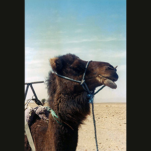 Zagora