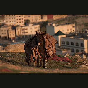 Fes