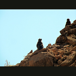 Naukluft - Baboons