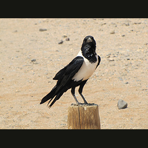 Sossusvlei - Crow