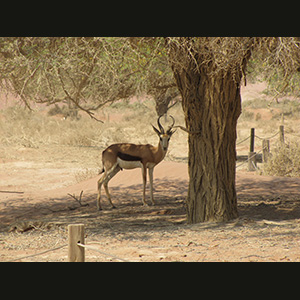 Sossusvlei - Springbok