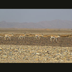 Sossusvlei - Springboks