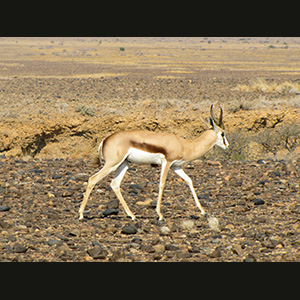 Sossusvlei - Springbok