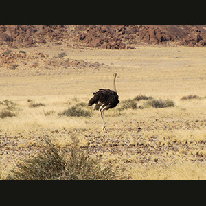 Sossusvlei - Ostrich
