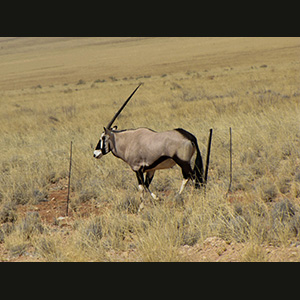 Namib - Oryx