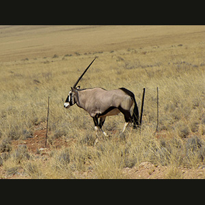 Namib - Orice