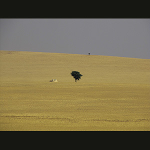 Namib