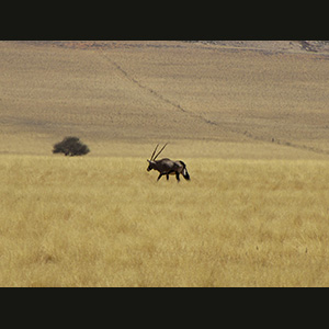 Namib - Orice