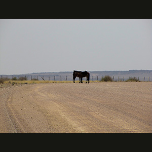 Namib - Horses