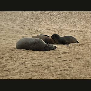 Cape Cross - Seals