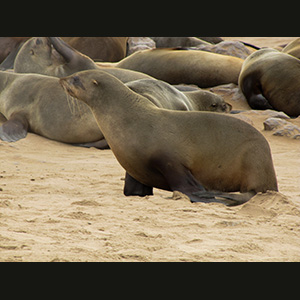 Cape Cross - Otarie