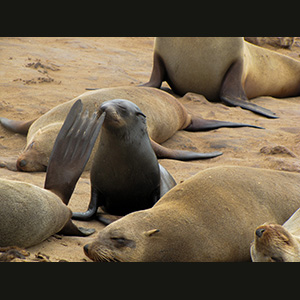 Cape Cross - Otarie