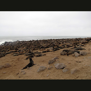 Cape Cross - Otarie