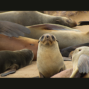 Cape Cross - Otarie