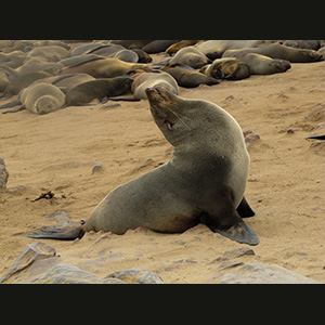 Cape Cross - Otarie