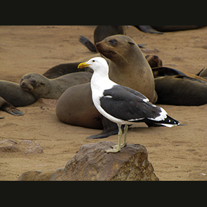 Cape Cross - Otarie