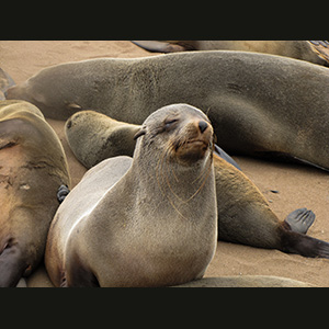 Cape Cross - Otarie