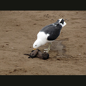 Cape Cross - Otarie