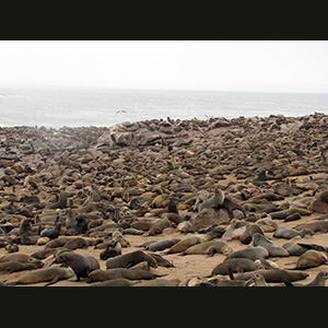 Cape Cross - Otarie