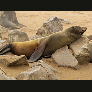 Cape Cross - Otarie