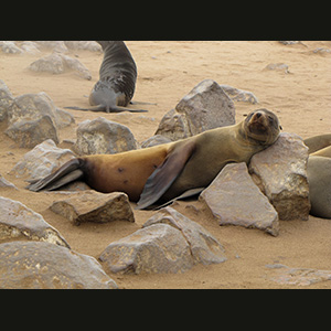 Cape Cross - Otarie